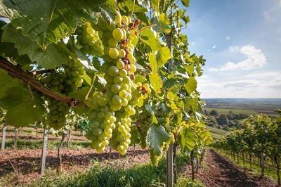 vigna vigneto uva bianca grappolo by hykoe fotolia 750